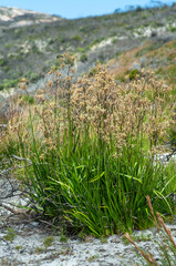 Anigozanthos plant, commonly known as kangaroo paw, is surrounded by dry, sandy terrain and low shrubbery. The plant's vibrant green foliage contrasts with the rugged, arid landscape.