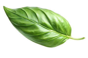 Basil leaves isolated on transparent background png