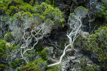 Captivating shot of twisted, leafless trees set against a vibrant green forest and clear blue sky...