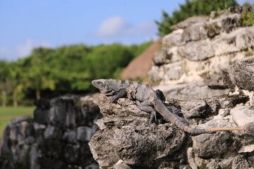 iguana on the ruins mexico