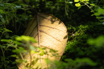 Hojas caidas de los arboles, hojas secas en otoño