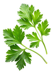 Parsley leaves isolated on transparent background png