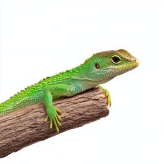 Obraz premium Lizard Ready to Jump - Detailed Reptile with Tense Posture on Branch Isolated on White Background