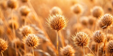 Obraz premium Closeup of dry brown nut grass with blurred background, nature, closeup, brown grass, blurred, background, nut grass, dry