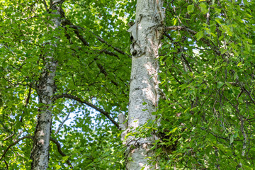 Fototapeta premium Betula neoalaskana (syn. B. resinifera) or Alaska birch, also known as Alaska paper birch or resin birch. Houston is a city in Matanuska-Susitna Borough, Alaska.
