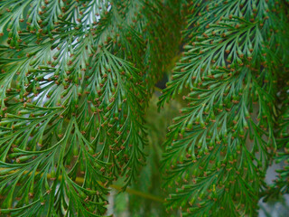 Ramas de helecho verde con esporas