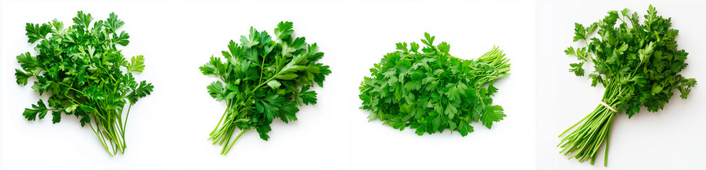 Obraz premium Fresh Parsley Bunches on White. Four vibrant bunches of fresh parsley arranged on a clean white background, showcasing their vivid green color and texture.