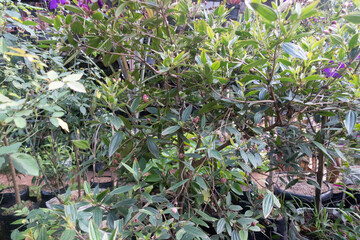 Various types of ornamental and medicinal plants that grow in tropical areas.