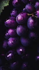 Wine concept, grapes, advertising, background purple wine color system