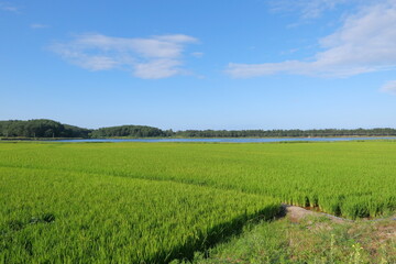 windy field of rice
