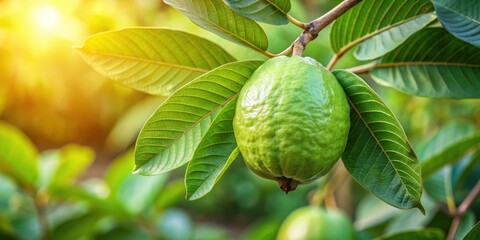 Fototapeta premium Close-up image of guava fruit growing and ripening on a tree amidst large smooth leaves, Guava, fruit, tree, plant, green