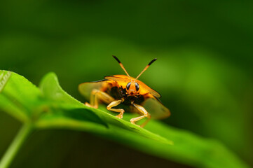 Lady Beetle on nature background in Thailand and Southeast Asia.