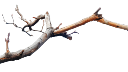 A dry, twisted branch with a rough texture on a transparent background.