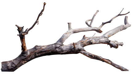 A weathered branch with intricate textures and shapes, suitable for natural decor or crafts.