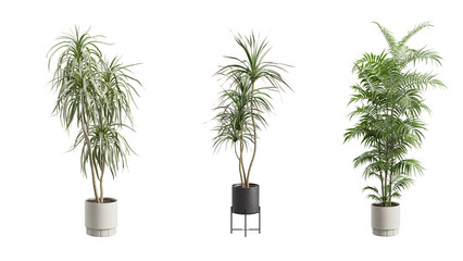 Obraz premium Tall Potted Plants on Transparent Background