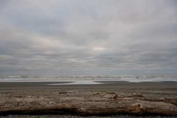 Large Driftwood Log Looks Out Over The Pacific Ocean In Olympic