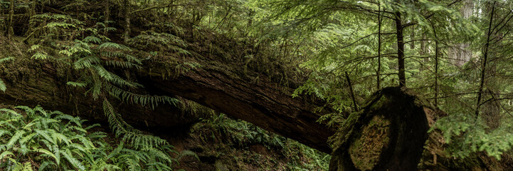 Large Nursery Tree Rests Across Trail In Mount Rainier