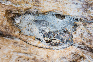 Jumping spider hiding in nest on the tree bark.