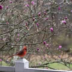 Male cardinal, early Spring in Pennsylvania