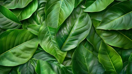 Close-up of green leaves texture