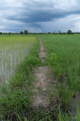 Obraz premium Rice field showing dramatic weather conditions and cloud formations during tropical rainy season.