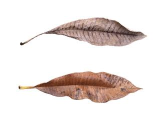 Dry brown leaves with black spots fell from the tree long ago.  PNG file for mock-up