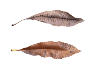 Dry brown leaves with black spots fell from the tree long ago.  PNG file for mock-up
