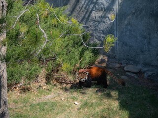 Red panda in its enclosure in the Calgary zoo, Alberta, Canada