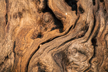 wooden background root of a tree with deep texture, selective focus