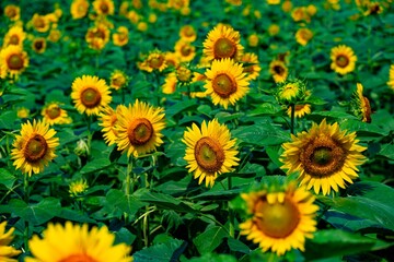 日出町のヒマワリ