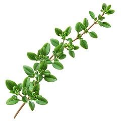 Obraz premium A sprig of thyme, herb element, photorealistic, dark green, isolated on white background