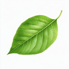 Obraz premium vector graphic of a lilac tree leaf