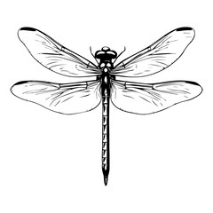 black and white animal vector, types of animals, about animals