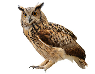 Fototapeta premium owl isolated on transparent background