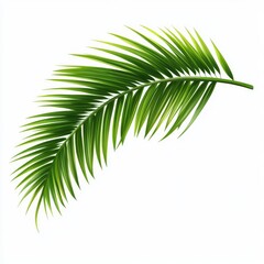 Obraz premium vector graphic of a palm tree leaf