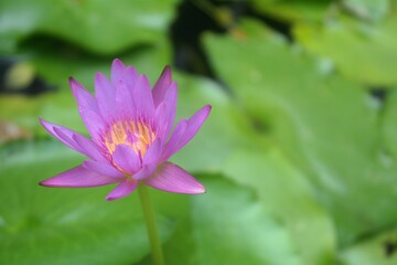 A vibrant purple water lily with a bright yellow center blooms gracefully amidst lush green lily pads and dark water, showcasing natural beauty