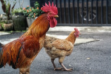 A majestic rooster with vibrant red and brown plumage confidently walks alongside a hen on an asphalt surface in an outdoor setting