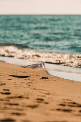 beach in the morning