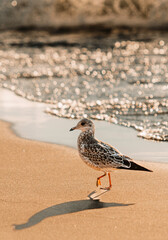 bird on the beach