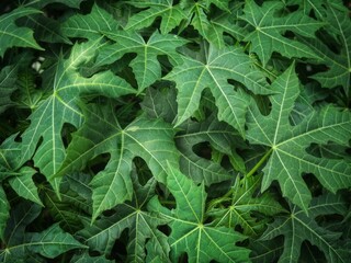 A dense cluster of vibrant, hand-shaped green leaves with prominent veins creates a rich, lush...