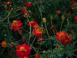 Busy bee on a red flower, red flower garden, Tokyo, Japan