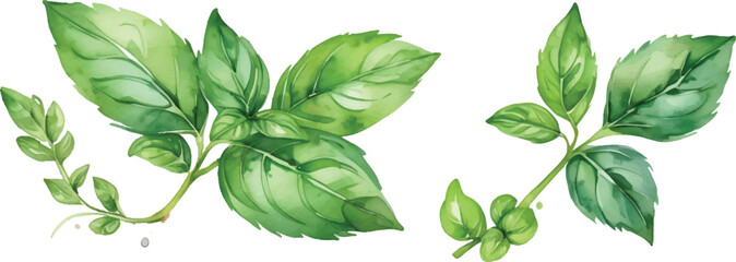 Obraz premium Basil leaves isolated on white background4