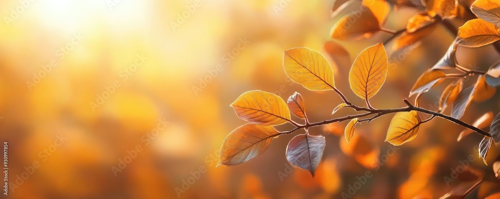 Poster captivating autumn foliage glowing in sunlight, creating a warm and inviting atmosphere perfect for 