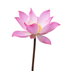 Nelumbo nucifera or waterlily or lotus flowers. Close up pink lotus flower on stalk isolated on transparent background. © Tonpong