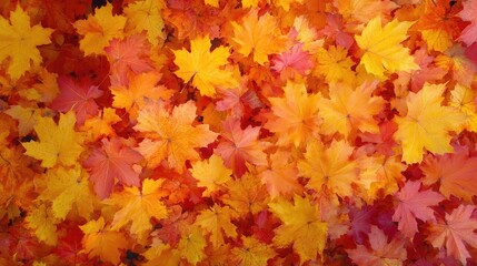 Fototapeta premium Vibrant autumn leaves showcase a beautiful mix of orange, yellow, and red hues, creating a warm and colorful outdoor scene.
