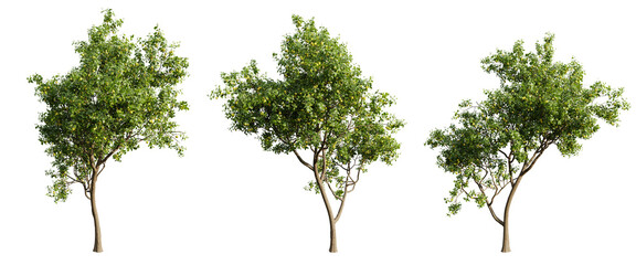 Three vibrant fruit trees, each with lush green foliage and branches laden with ripening fruit, on transparent background.3d rendering.