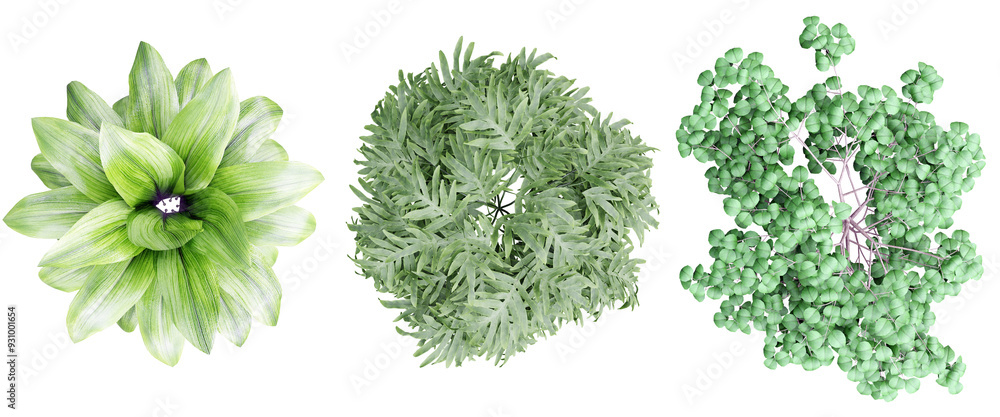 Poster top view ornamental plant set in pot isolated on transparent background.3d rendering