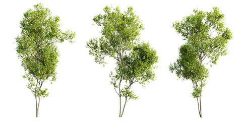 Tree Acer Saccharinum with vibrant green foliage stand gracefully on transparent background.3d rendering