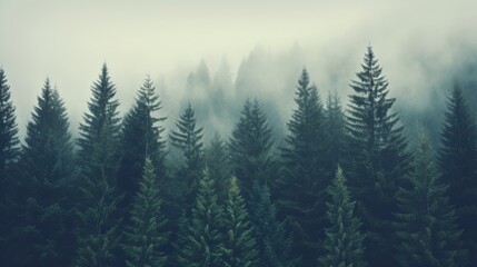 Fototapeta premium Dense fir forest in mist, hipster retro look, soft lighting, muted colors, lots of copy space