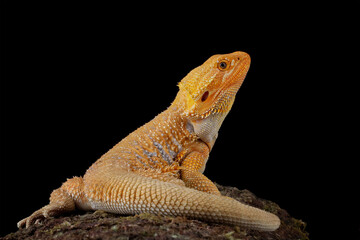 bearded dragon red hypo, bearded dragon lizard, Pogona mitchelli